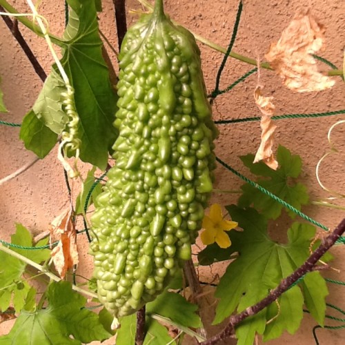 ぶら下がるゴーヤ